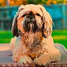 animal, canine, cute, daytime, dog, fence, fluffy, fur, garden, greenery, nature, outdoor, peaceful, pet, portrait, relaxed, sitting, summer, sunlight, wicker