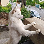 Akira a rejoint le concours — aidez-le/la à gagner de superbes lots ! dog, white_dog, fluffy, standing, outdoor, suburban, street, concrete_ledge, greenery, plants, car, quiet, daytime, curious, pet, animal, side_view, ears, fur, nature