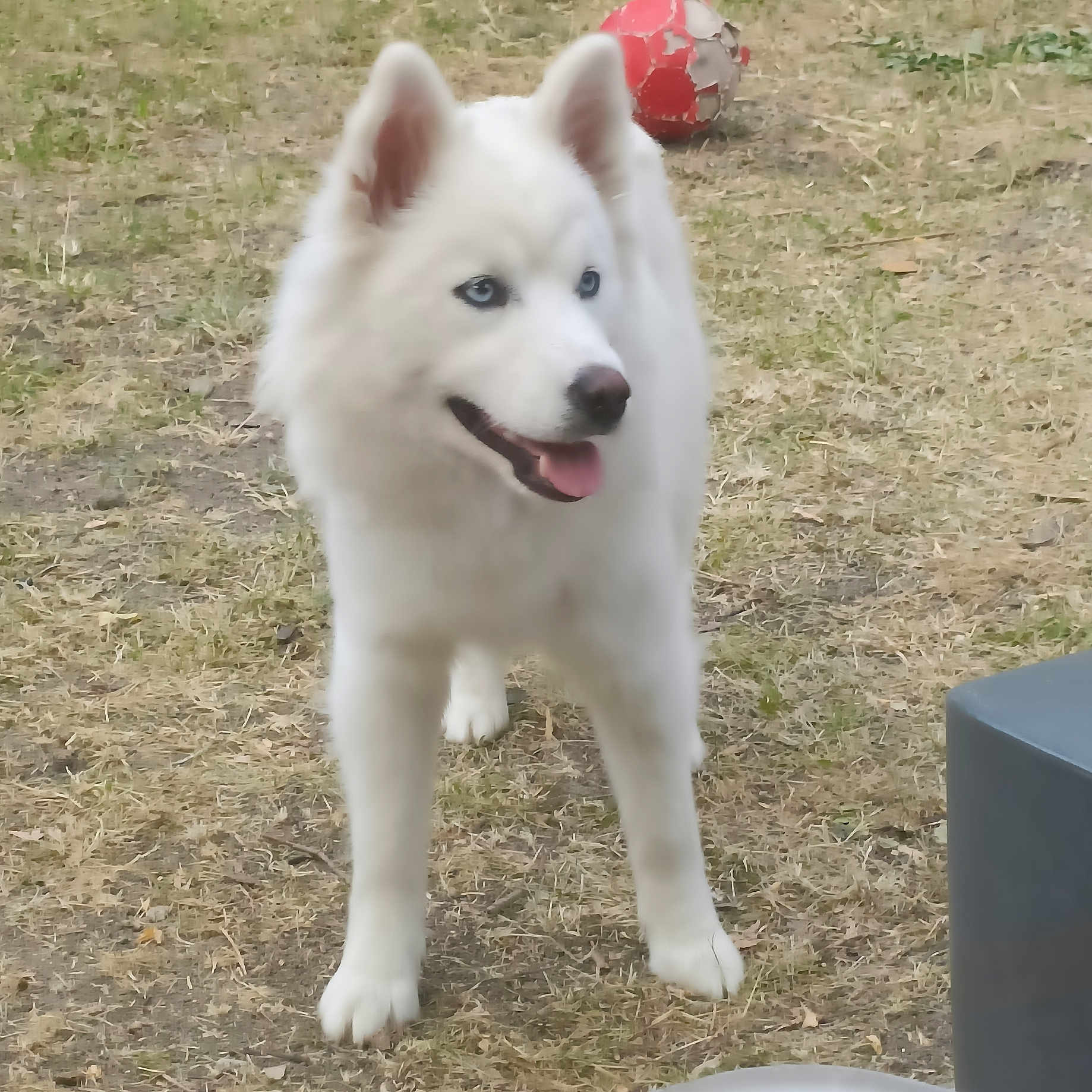 Akira a rejoint le concours — aidez-le/la à gagner de superbes lots ! animal, blue_eyes, canine, closeup, daylight, dog, fur, grass, happy, mammal, nature, no_humans, outdoor, pet, playful, soccer_ball, standing, tongue_out, white_dog, yard