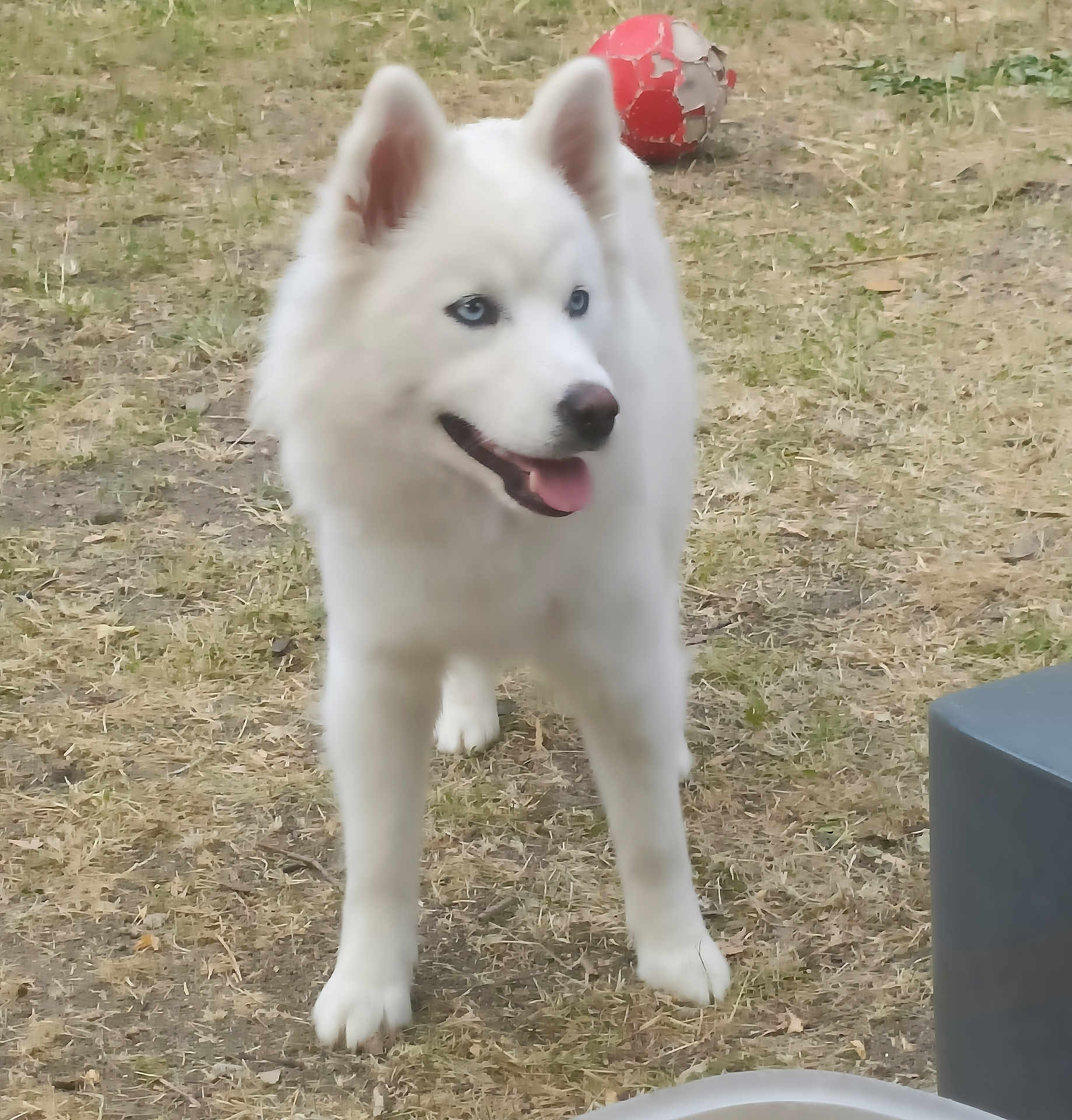 Akira a rejoint le concours — aidez-le/la à gagner de superbes lots ! dog, white_dog, blue_eyes, outdoor, grass, soccer_ball, pet, animal, playful, tongue_out, fur, happy, standing, nature, yard, daylight, canine, mammal, closeup, no_humans
