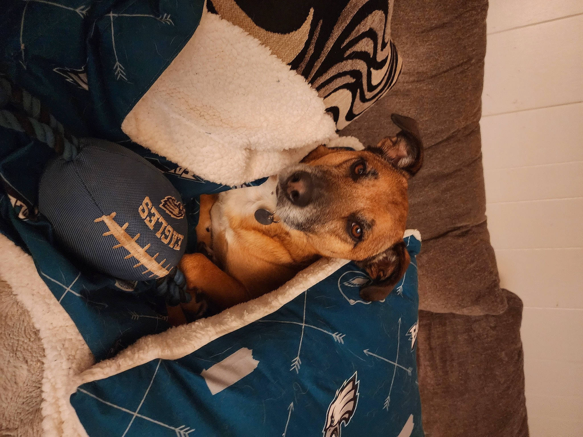Jake is registered to the contest to win money with this photo: carnivore, comfort, companion_dog, dog, dog_breed, dog_clothes, dog_supply, fawn, flooring, fur, linens, pattern, paw, room, sighthound, terrestrial_animal, textile, toy_dog, wood, working_animal