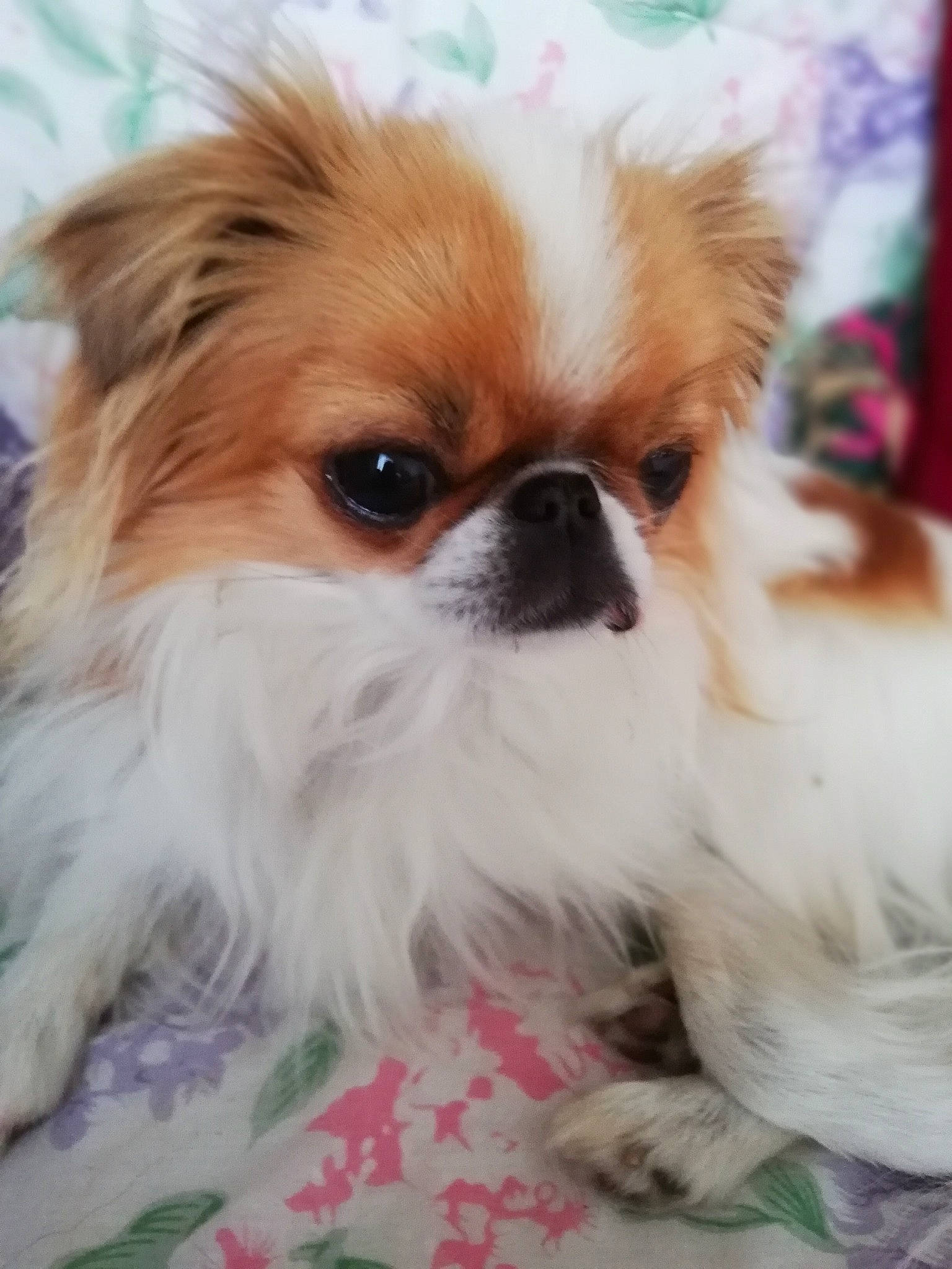 Swann a rejoint le concours — aidez-le/la à gagner de superbes lots ! canidae, carnivore, close_up, companion_dog, dog, dog_breed, ear, eye, fawn, fur, iris, liver, pekingese, primate, snout, sporting_group, terrestrial_animal, tibetan_spaniel, toy_dog, whiskers