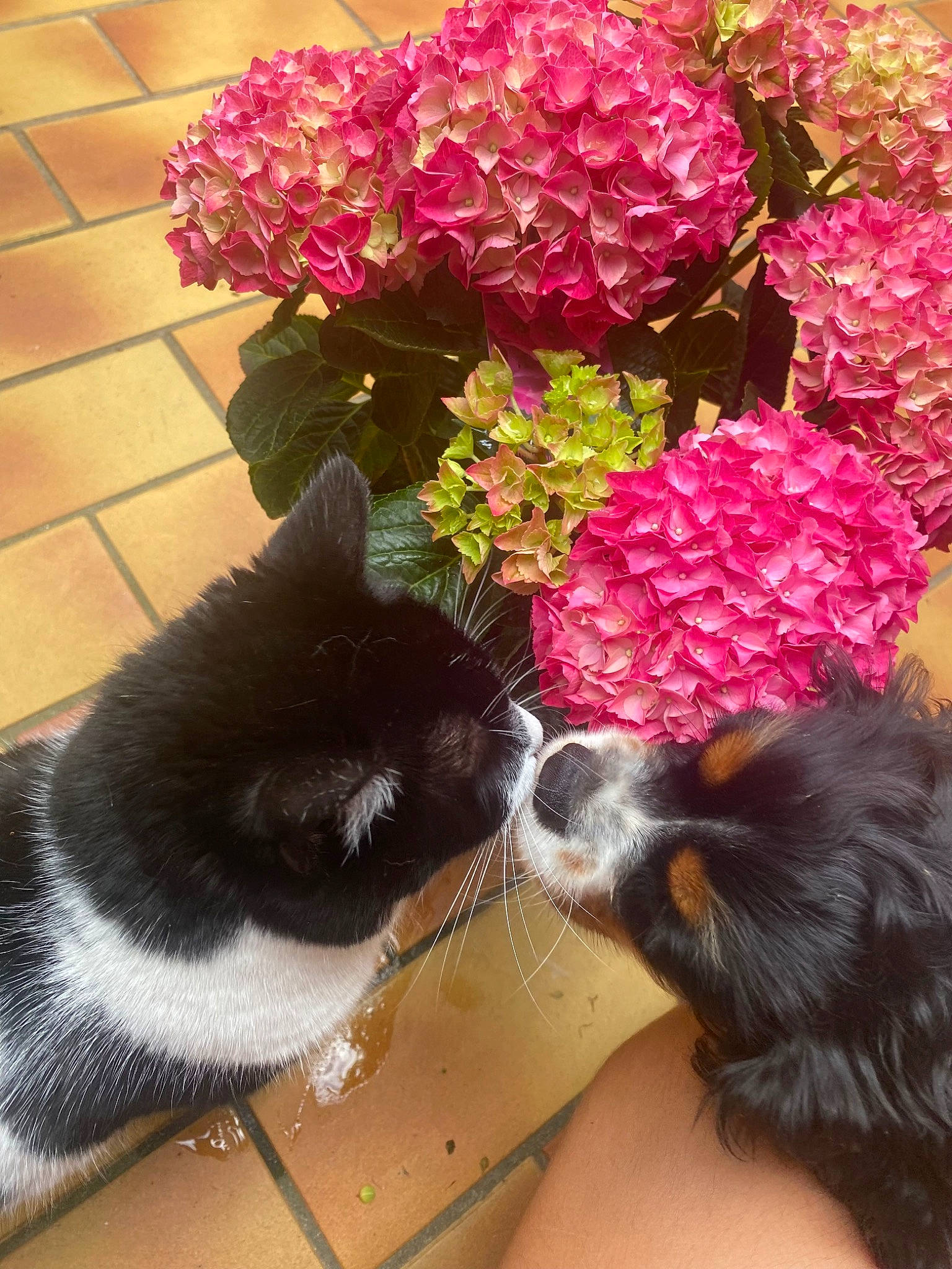 Milie participe au concours pour gagner de l'argent avec cette photo : annual_plant, carnivore, cat, comfort, companion_dog, dog_breed, felidae, flower, flower_arranging, flowering_plant, flowerpot, fur, groundcover, herbaceous_plant, houseplant, petal, plant, small_to_medium_sized_cats, tail, whiskers