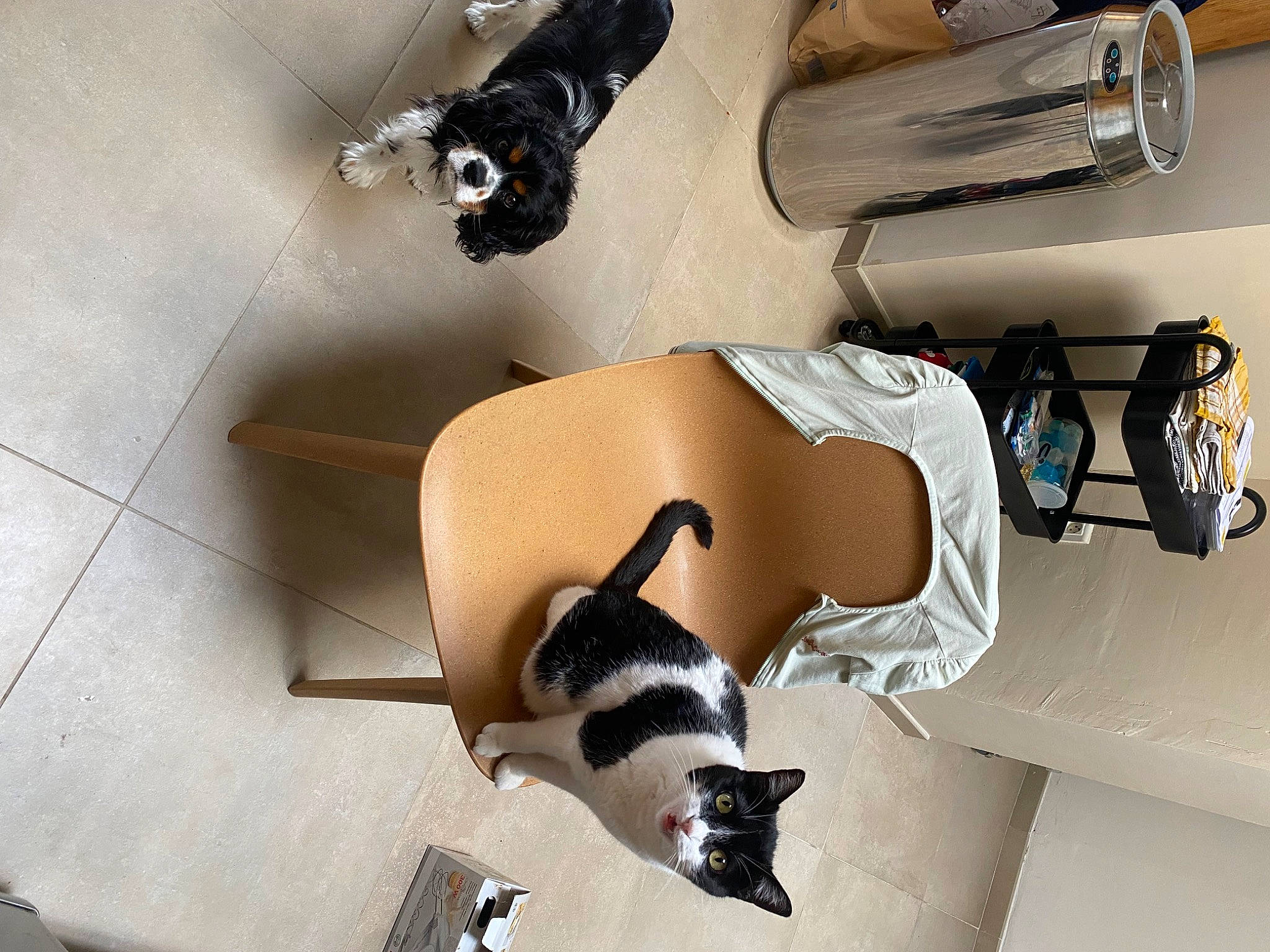 Milie a rejoint le concours — aidez-le/la à gagner de superbes lots ! automotive_design, bag, cat, comfort, cutlery, eyewear, fashion_accessory, felidae, flooring, fur, human_leg, kitchen_utensil, metal, personal_protective_equipment, room, shoe, small_to_medium_sized_cats, tail, thigh, wood