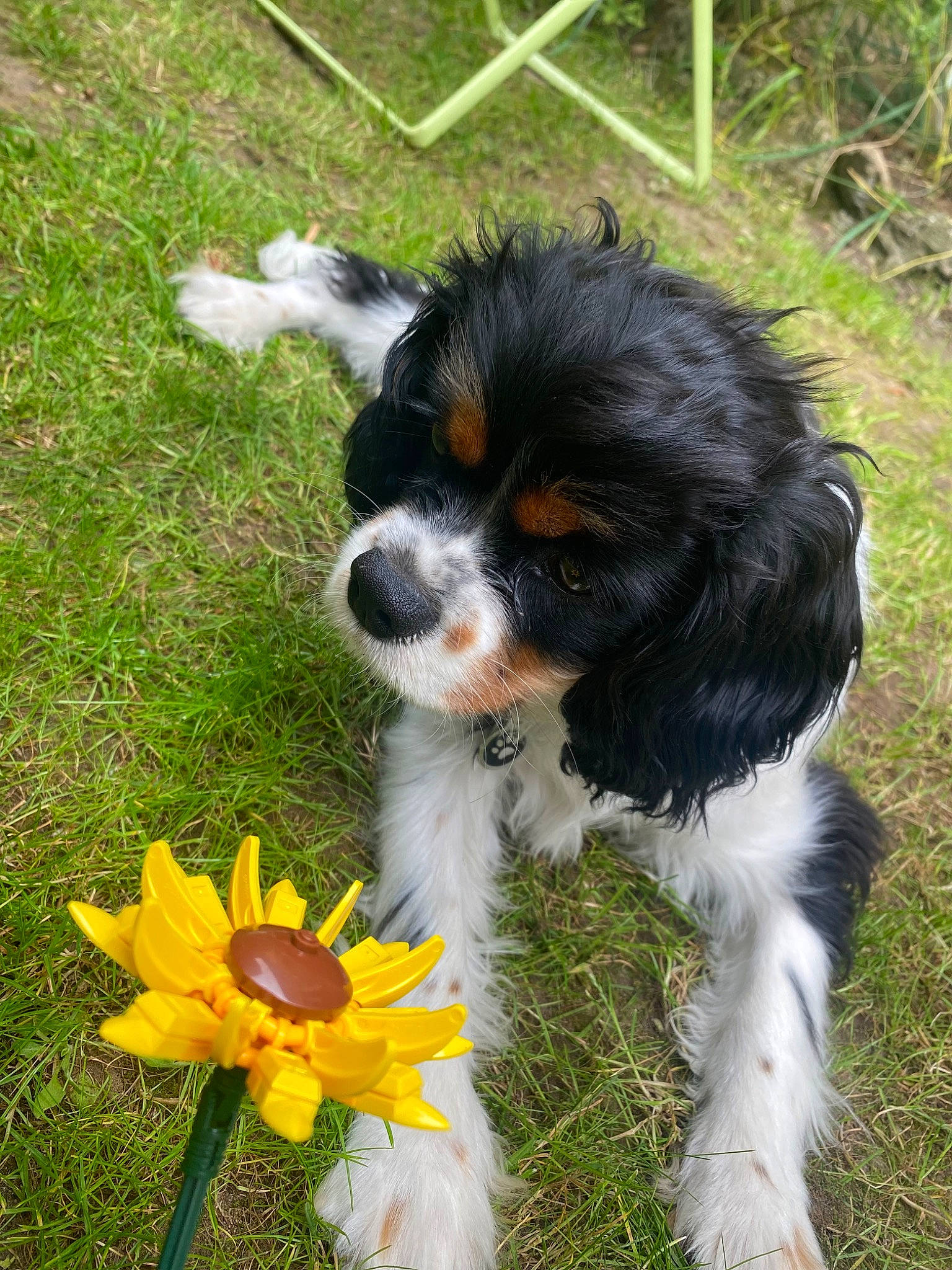 Charlie participe au concours pour gagner de l'argent avec cette photo : annual_plant, bernese_mountain_dog, carnivore, cavalier_king_charles_spaniel, collar, companion_dog, dog, dog_breed, flower, fur, grass, groundcover, herbaceous_plant, herding_dog, petal, plant, sporting_group, tail, toy_dog, working_animal