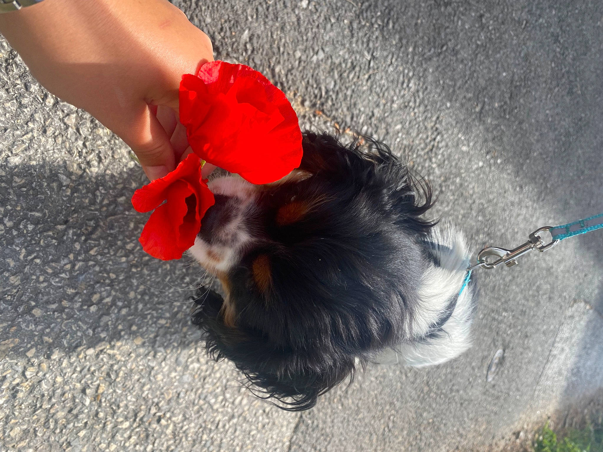 Charlie a rejoint le concours — aidez-le/la à gagner de superbes lots ! asphalt, canidae, carmine, carnivore, companion_dog, dog, dog_breed, electric_blue, fashion_accessory, foot, fur, gesture, grass, human_leg, petal, road_surface, shadow, soil, sporting_group, tail