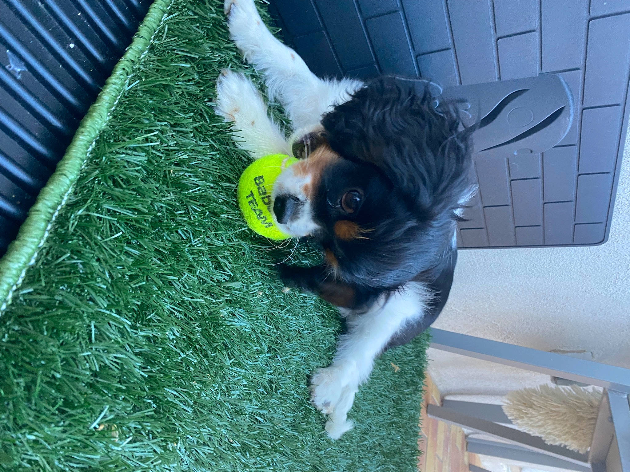Charlie a rejoint le concours — aidez-le/la à gagner de superbes lots ! art, canidae, carnivore, cavalier_king_charles_spaniel, companion_dog, dog_breed, fawn, felidae, fur, grass, non_sporting_group, plant, snout, sporting_group, tail, toy_dog, tree, whiskers, working_animal