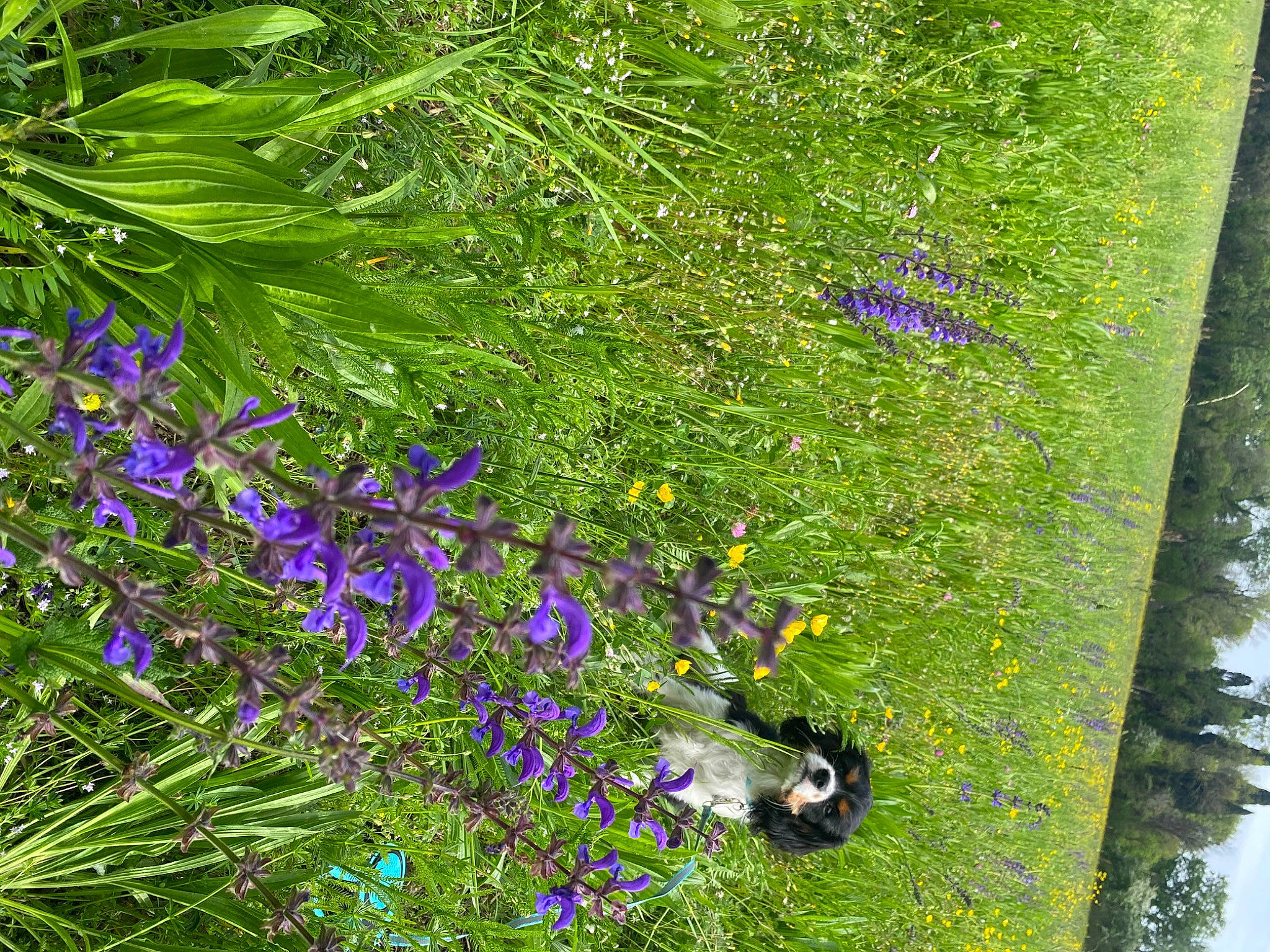 Charlie participe au concours pour gagner de l'argent avec cette photo : annual_plant, botany, electric_blue, flower, flowering_plant, forb, french_lavender, grass, green, groundcover, herbaceous_plant, lavender, petal, plant, purple, shrub, subshrub, terrestrial_plant, tree, wood