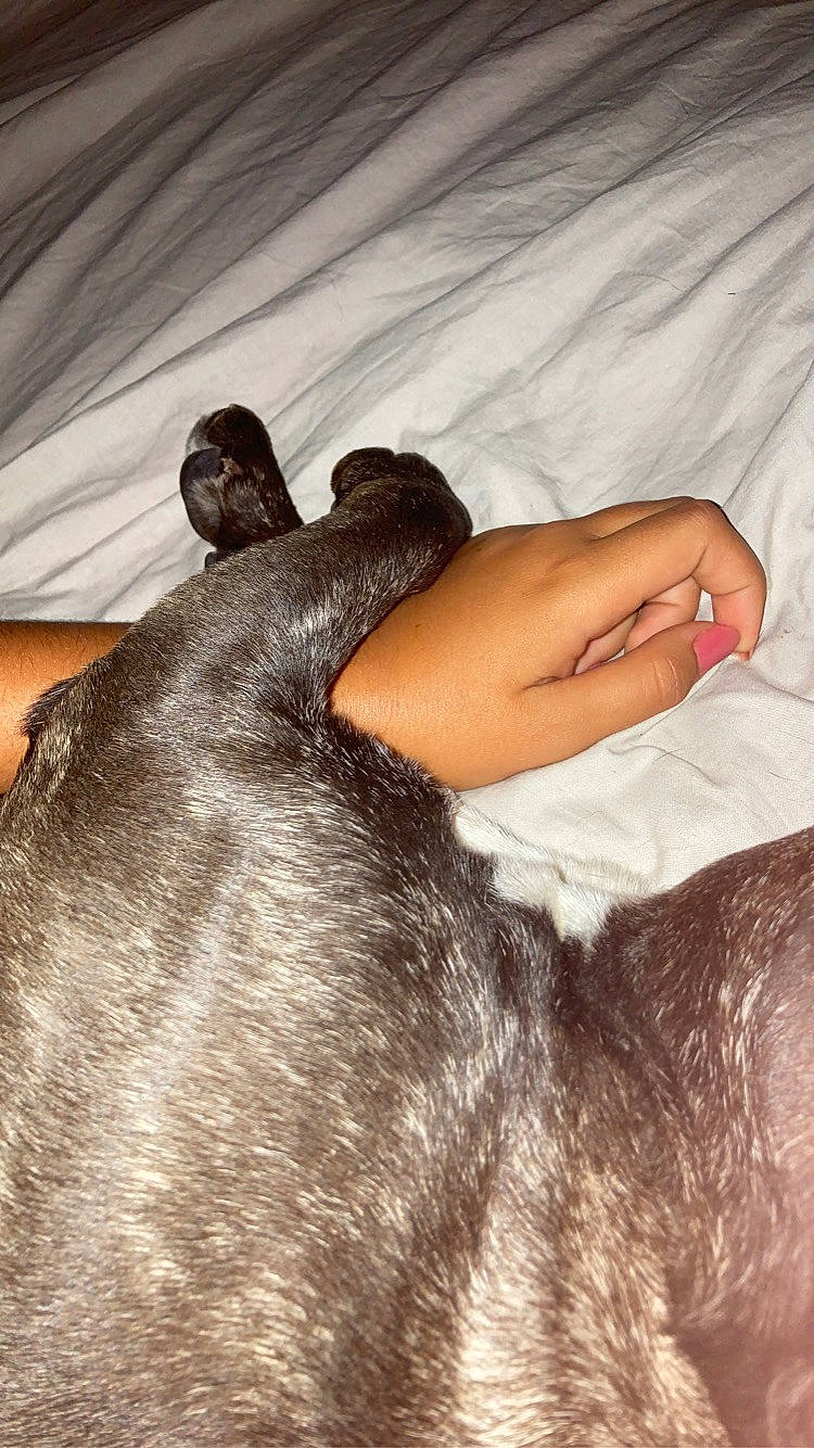 Piana participe au concours pour gagner de l'argent avec cette photo : carnivore, comfort, companion_dog, dog, dog_breed, fawn, felidae, finger, foot, gesture, human_leg, mammal, nail, snout, thumb, vertebrate, whiskers, wood, working_animal, wrist