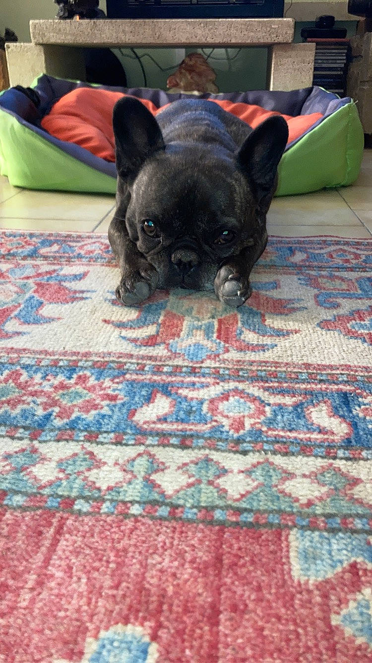 Piana a rejoint le concours — aidez-le/la à gagner de superbes lots ! blue, carnivore, carpet, comfort, companion_dog, creative_arts, dog, dog_breed, fawn, felidae, flooring, green, linens, mammal, pattern, snout, terrestrial_animal, toy_dog, working_animal, woven_fabric