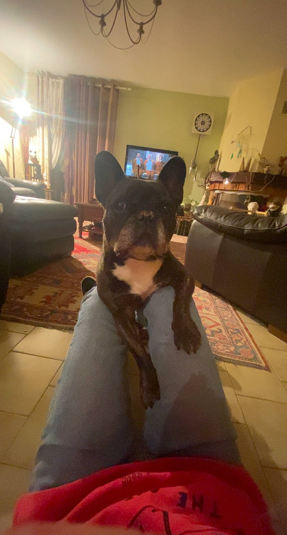 Piana a rejoint le concours — aidez-le/la à gagner de superbes lots ! carnivore, comfort, companion_dog, costume, curtain, dog, dog_breed, fawn, felidae, fictional_character, floor, flooring, formal_wear, fur, living_room, personal_protective_equipment, room, small_to_medium_sized_cats, whiskers, window