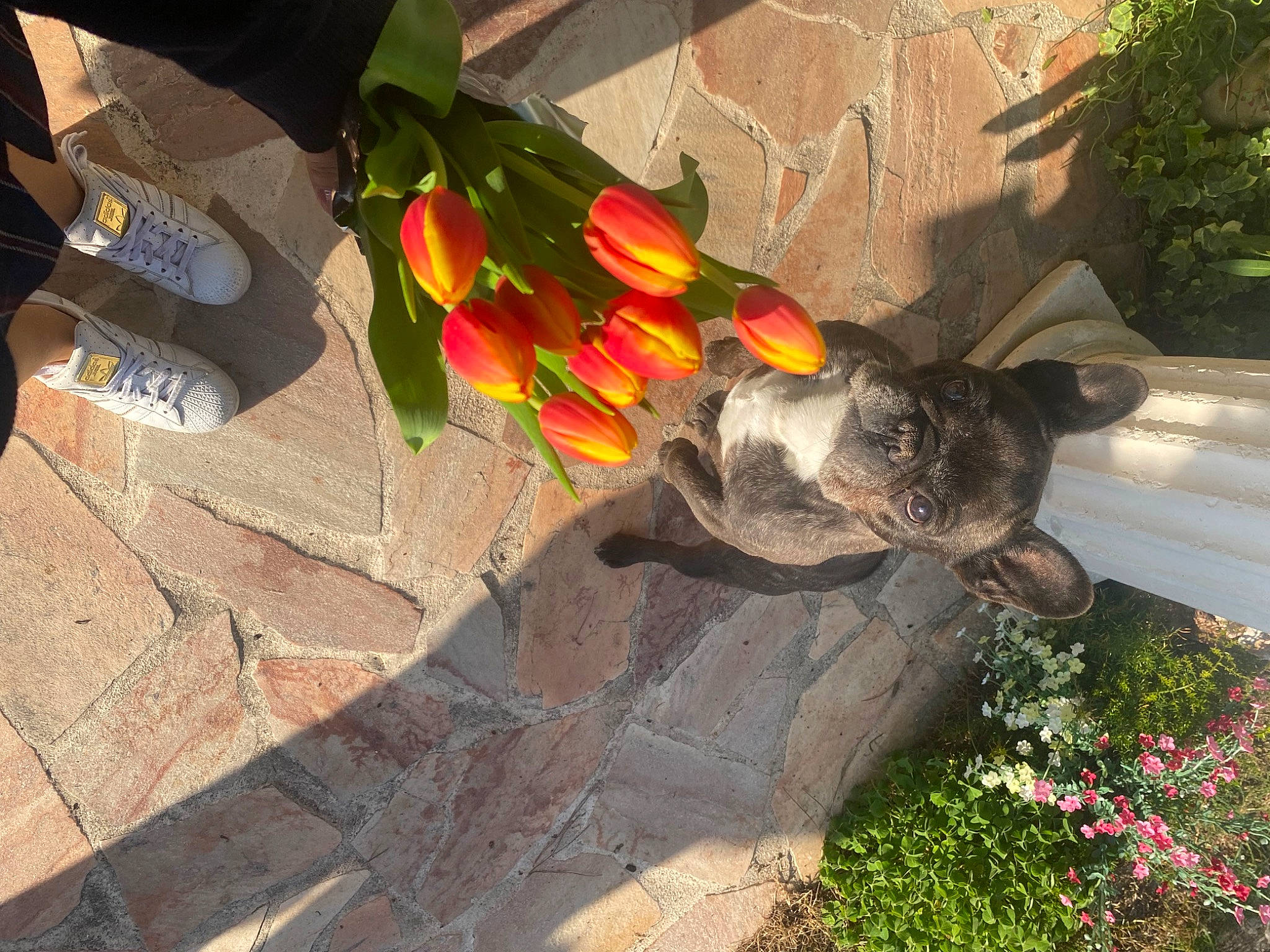 Piana a rejoint le concours — aidez-le/la à gagner de superbes lots ! annual_plant, art, carmine, flower, flowering_plant, garden, grass, groundcover, human_leg, landscape, landscaping, lawn_ornament, petal, plant, road_surface, sculpture, shrub, soil, statue, tail