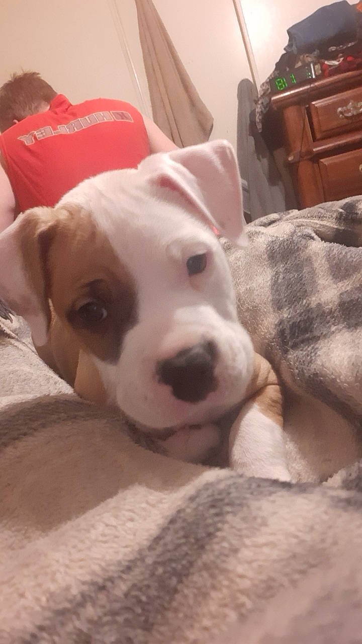 Finn joined the competition — help win amazing prizes! box, cabinetry, canidae, carnivore, chest, chest_of_drawers, comfort, companion_dog, dog, dog_breed, drawer, dresser, eye, fawn, snout, sporting_group, terrestrial_animal, whiskers, wood, working_animal