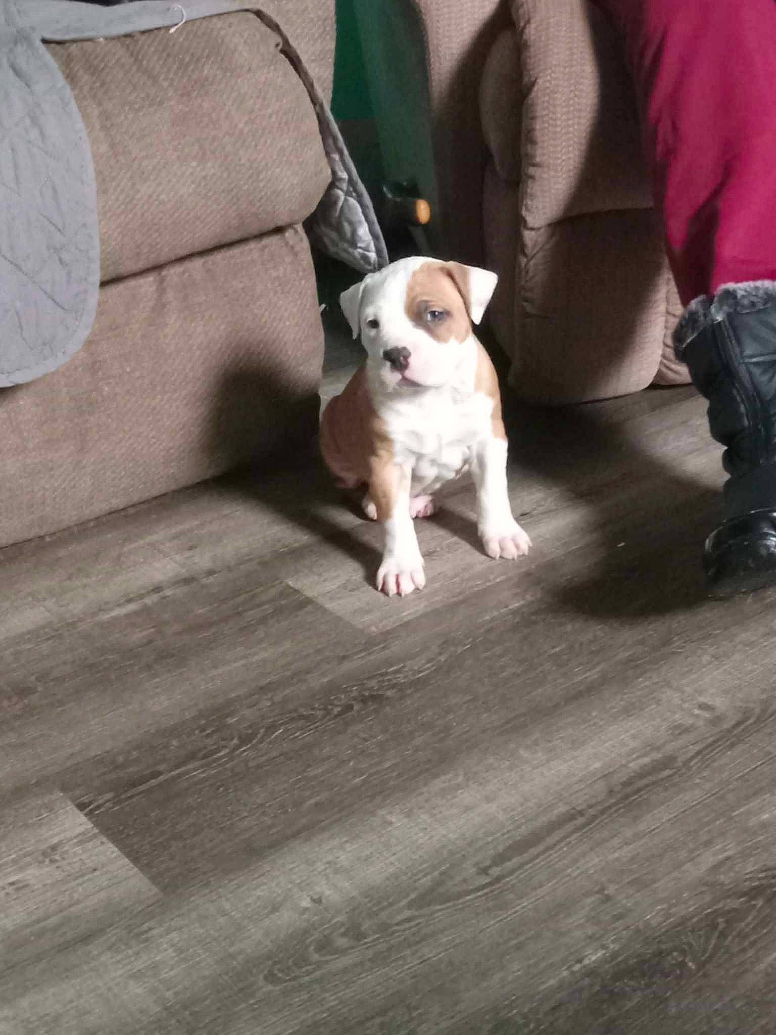 Finn is registered to the contest to win money with this photo: carnivore, comfort, companion_dog, couch, dog, dog_breed, fawn, floor, flooring, hardwood, human_leg, laminate_flooring, paw, road_surface, sidewalk, snout, tail, toy_dog, wood, wood_flooring