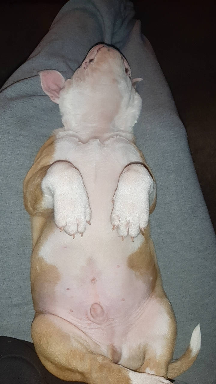 Finn is registered to the contest to win money with this photo: abdomen, art, artifact, carving, chest, classical_sculpture, clay, creative_arts, foot, fur, human_body, jaw, navel, sculpture, snout, statue, tail, teddy_bear, toy, trunk