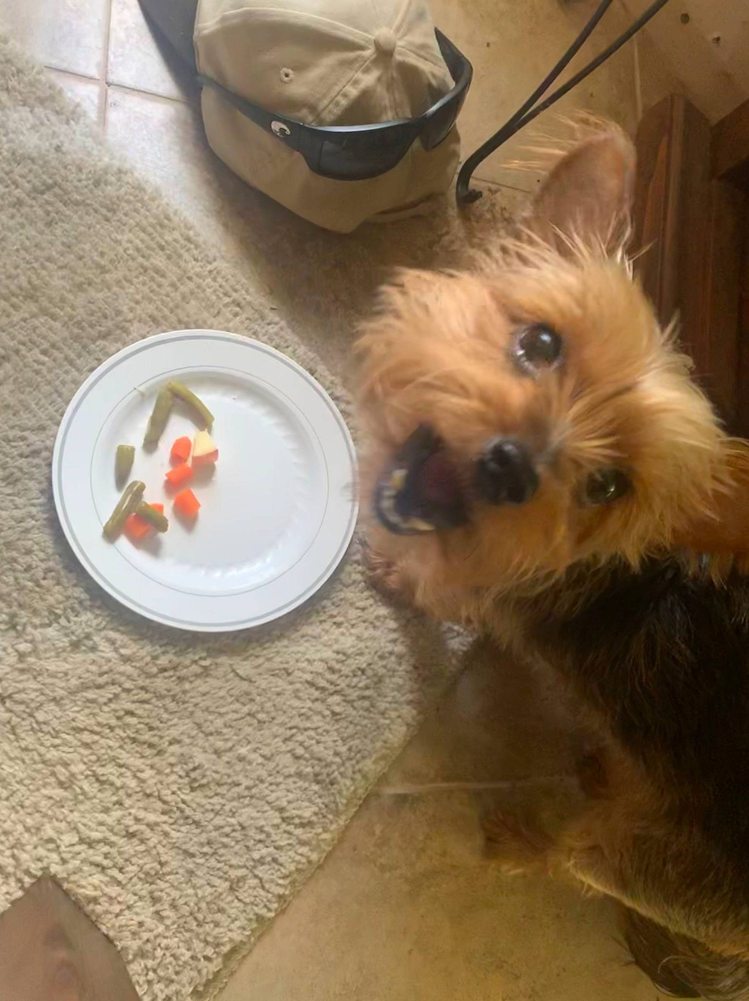 Jazz is registered to the contest to win money with this photo: australian_silky_terrier, australian_terrier, cairn_terrier, canidae, carnivore, companion_dog, dog, dog_breed, glen_of_imaal_terrier, mammal, morkie, norwich_terrier, puppy, small_terrier, snout, sporting_lucas_terrier, terrier, toy_dog, yorkipoo, yorkshire_terrier