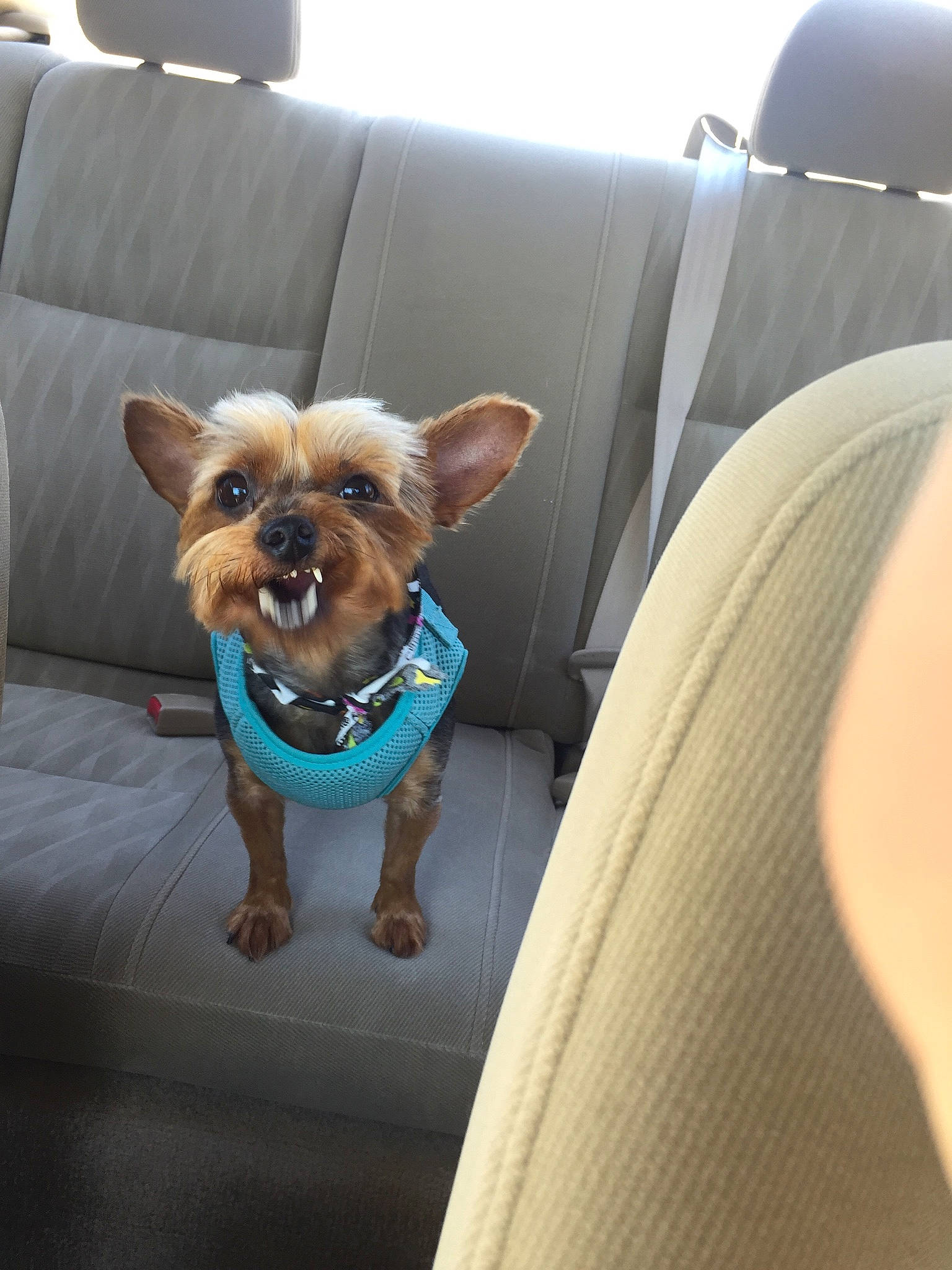 Jazz joined the competition — help win amazing prizes! canidae, car, car_seat, carnivore, chihuahua, companion_dog, dog, dog_breed, dog_clothes, fawn, puppy, snout, toy_dog, vehicle, yorkshire_terrier