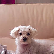 Lol participe au concours pour gagner de l'argent avec cette photo : animal, blanket, comfort, companion, couch, cozy, curtain, dog, domestic, fur, furniture, home, indoor, leather, pet, relaxing, resting, small_dog, wall, white_dog