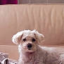 animal, blanket, comfort, companion, couch, cozy, curtain, dog, domestic, fur, furniture, home, indoor, leather, pet, relaxing, resting, small_dog, wall, white_dog
