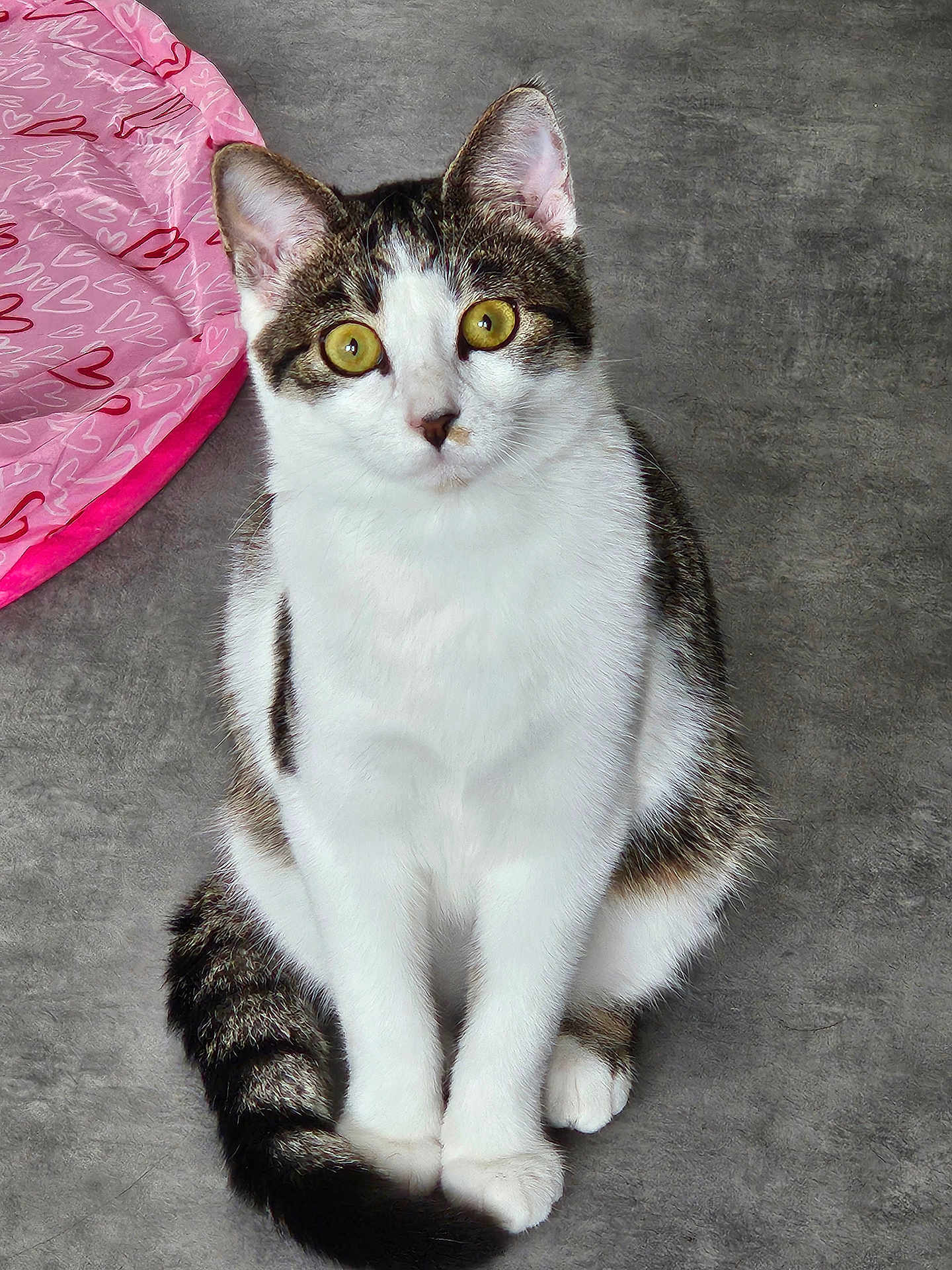 Duchesse a rejoint le concours — aidez-le/la à gagner de superbes lots ! cat, pet, tabby, white_fur, yellow_eyes, sitting, portrait, cute, indoor, heart_pattern, pink, floor, tail, paws, whiskers, ears, fur, looking_up, kitten_like, home