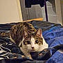 cat, tabby_cat, pet, bed, blanket, indoor, eyes, whiskers, fur, portrait, looking_at_camera, close_up, cozy, bedding, furniture, night, playful, ears, staring, domestic_cat