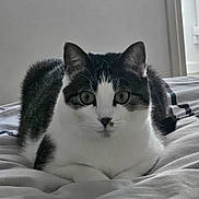 Duchesse a rejoint le concours — aidez-le/la à gagner de superbes lots ! cat, pet, indoor, bed, blanket, bedding, whiskers, green_eyes, feline, portrait, fur, ears, paws, sitting, looking_at_camera, cozy, home_interior, window, soft_light, domestic_animal