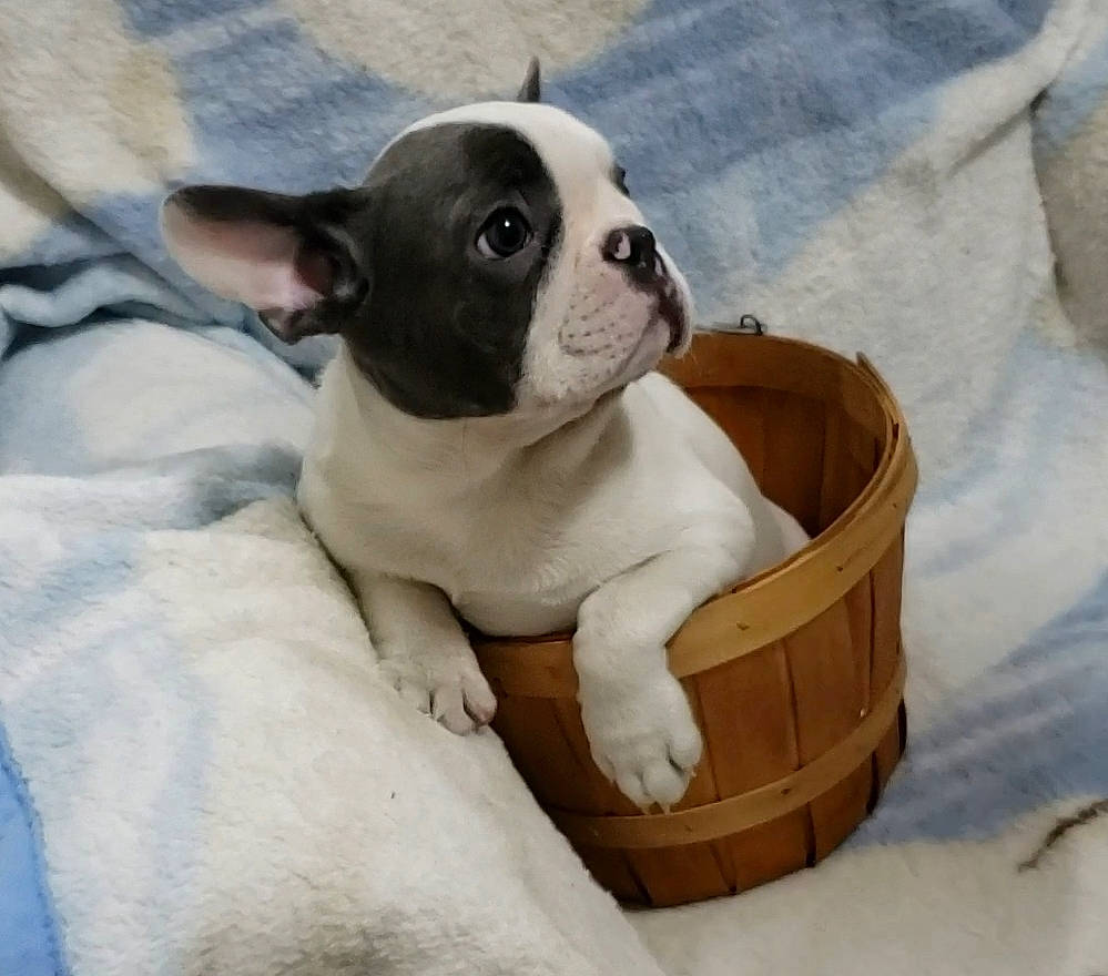 Milton joined the competition — help win amazing prizes! boston_terrier, canidae, carnivore, companion_dog, dog, dog_breed, fawn, french_bulldog, molosser, non_sporting_group, pet_supply, puppy, snout, snow, sporting_group, terrestrial_animal, toy_dog, vertebrate, whiskers, working_animal