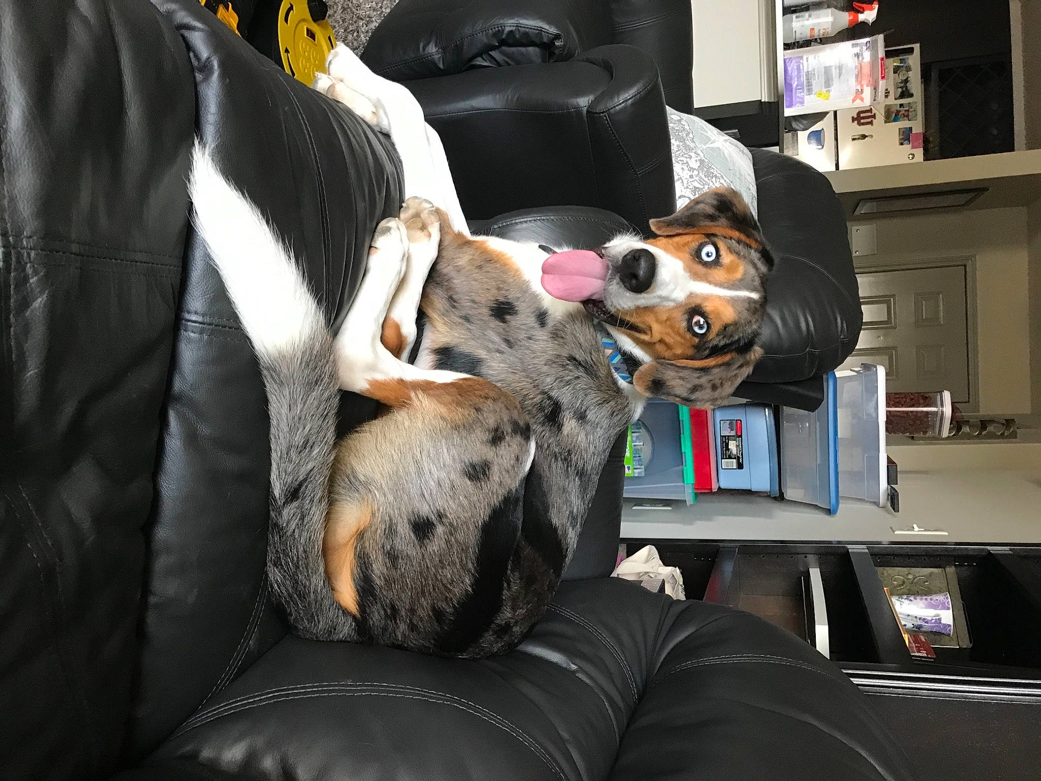 Blueberry is registered to the contest to win money with this photo: bag, bookcase, carnivore, comfort, companion_dog, couch, dog, dog_breed, fur, hat, living_room, luggage_and_bags, plush, room, shelf, shelving, sporting_group, stuffed_toy, toy, whiskers