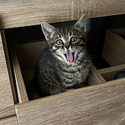 Marty participe au concours pour gagner de l'argent avec cette photo : kitten, cat, tabby, drawer, wood, furniture, indoor, pet, animal, cute, mouth_open, surprised, whiskers, ears, small, fur, young, domestic, playful, curious