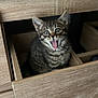 kitten, cat, tabby, drawer, wood, furniture, indoor, pet, animal, cute, mouth_open, surprised, whiskers, ears, small, fur, young, domestic, playful, curious
