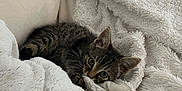 Marty a rejoint le concours — aidez-le/la à gagner de superbes lots ! kitten, cat, tabby, blanket, white, soft, cozy, indoor, pet, cute, playful, fur, small, curious, paws, cork, ribbons, resting, comfort, home