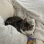 kitten, cat, tabby, blanket, white, soft, cozy, indoor, pet, cute, playful, fur, small, curious, paws, cork, ribbons, resting, comfort, home