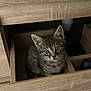 Marty a rejoint le concours — aidez-le/la à gagner de superbes lots ! kitten, cat, drawer, wood, furniture, curious, pet, animal, indoor, small, tabby, cute, young, whiskers, ears, eyes, fur, cozy, hideout, home