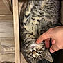 Marty participe au concours pour gagner de l'argent avec cette photo : kitten, cat, drawer, wood, hand, petting, fur, cozy, indoor, black_pouch, curious, cute, animal, feline, striped, small, resting, domestic, young, playful