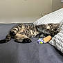 kitten, tabby, cat, bed, pillow, toy, cork, ribbons, playful, fur, whiskers, paw, curious, cute, indoor, resting, cozy, texture, animal, pet