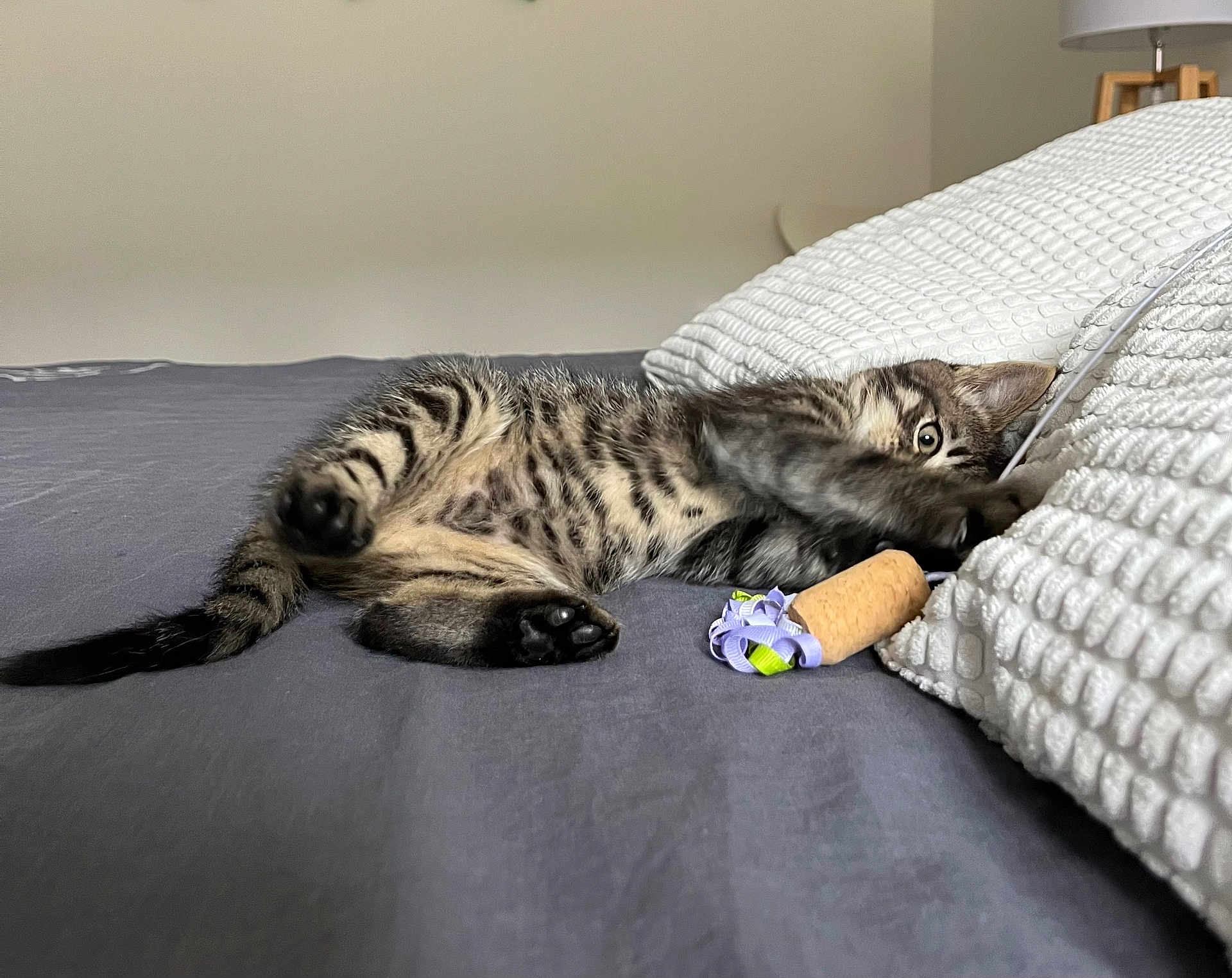 Marty a rejoint le concours — aidez-le/la à gagner de superbes lots ! kitten, tabby, cat, bed, pillow, toy, cork, ribbons, playful, fur, whiskers, paw, curious, cute, indoor, resting, cozy, texture, animal, pet