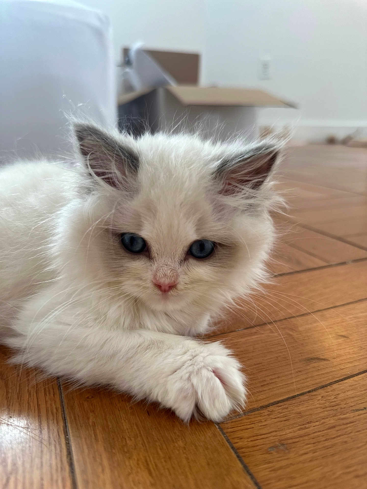 Cleopatra joined the competition — help win amazing prizes! kitten, cat, white_fur, blue_eyes, pet, animal, floor, wooden_floor, indoor, feline, cute, young, domestic_animal, whiskers, paw, relaxed, curious, close_up, home, box
