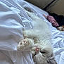 Cleopatra joined the competition — help win amazing prizes! kitten, cat, sleeping, white_fur, paw, bed, blanket, cozy, indoor, cute, pet, fluffy, relaxed, animal, resting, soft, fur, domestic, closeup, young