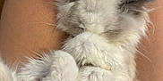 Cleopatra joined the competition — help win amazing prizes! kitten, cat, fluffy, white, gray_ears, paw, legs, resting, cute, sleepy, pet, animal, furry, closeup, soft, domestic_cat, young_cat, indoor, relaxed, adorable