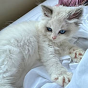 Cleopatra joined the competition — help win amazing prizes! kitten, cat, blue_eyes, fluffy, white_fur, bed, sheet, pink_bag, indoor, pet, cute, young_animal, resting, feline, soft, cozy, domestic_animal, animal, close_up, relaxed