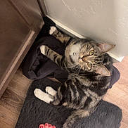 Zara joined the competition — help win amazing prizes! cat, tabby_cat, pet, indoor, floor, mat, feet, toenails, red_nail_polish, wooden_floor, cabinet, wall, curious, collar, feline, domestic_animal, resting, white_paws, person, home