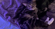 Zara is registered to the contest to win money with this photo: animal, bed, black_dog, blanket, calm, cat, companion, cozy, curious, dog, domestic, friendship, furry, indoor, pet, purple_lighting, relaxed, resting, soft_texture, tabby_cat