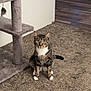 Zara is registered to the contest to win money with this photo: cat, tabby_cat, indoor, carpet, cat_tree, pet, animal, fur, whiskers, paws, floor, wood_flooring, curious, sitting, feline, ears, eyes, tail, home, cozy