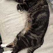 Zara is registered to the contest to win money with this photo: cat, tabby, sleeping, resting, pet, animal, feline, fur, whiskers, paw, tail, indoor, blanket, bed, cozy, relaxed, domestic, cute, mammal, striped