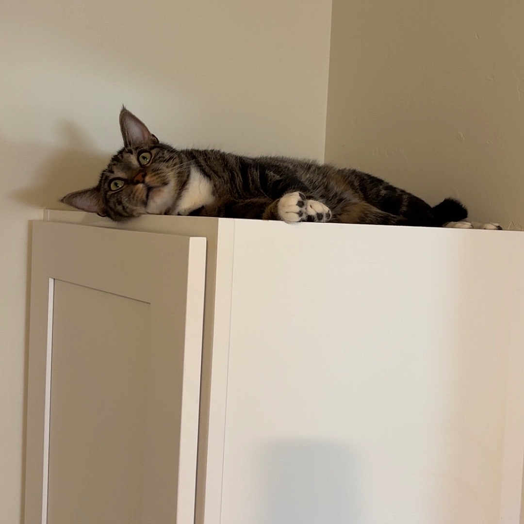 Zara joined the competition — help win amazing prizes! cat, tabby_cat, furniture, cabinet, indoor, pet, animal, resting, curious, relaxed, white, beige_wall, smoke_detector, ears, whiskers, paws, fur, domestic_cat, household, looking