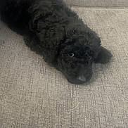 Ace joined the competition — help win amazing prizes! dog, black_dog, couch, indoor, pet, lying_down, fur, animal, resting, texture, sideways_gaze, curious, mischievous, soft_fur, domestic_animal, companion, relaxed, cozy, home, furniture