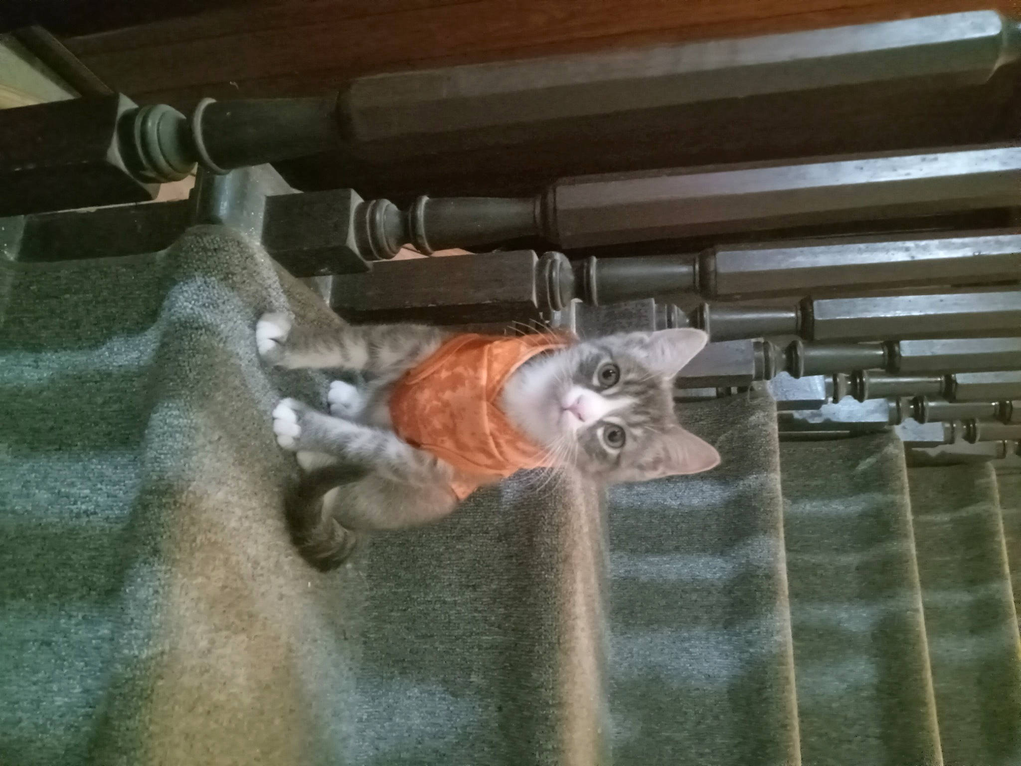 Pumpkin joined the competition — help win amazing prizes! air_gun, auto_part, carnivore, cat, domestic_short_haired_cat, felidae, gun_barrel, metal, pipe, shotgun, small_to_medium_sized_cats, tail, trigger, whiskers, wood