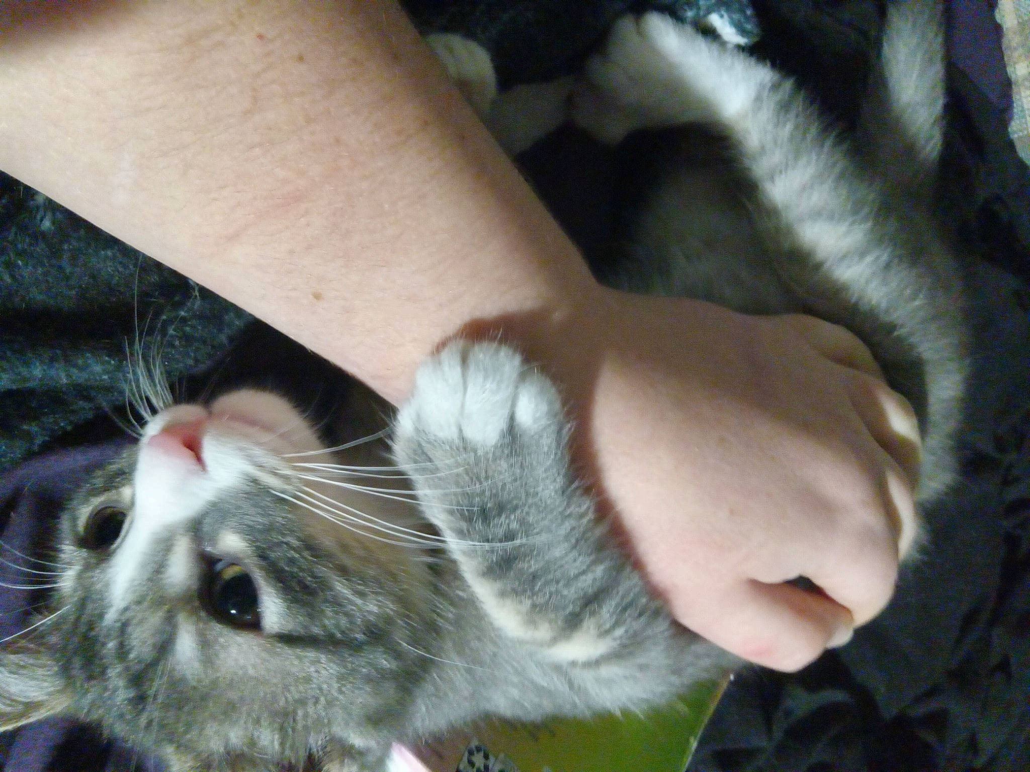 Pumpkin is registered to the contest to win money with this photo: carnivore, cat, domestic_short_haired_cat, felidae, finger, foot, fur, gesture, grass, human_leg, leg, nail, nose, organism, paw, skin, small_to_medium_sized_cats, snout, tail, whiskers