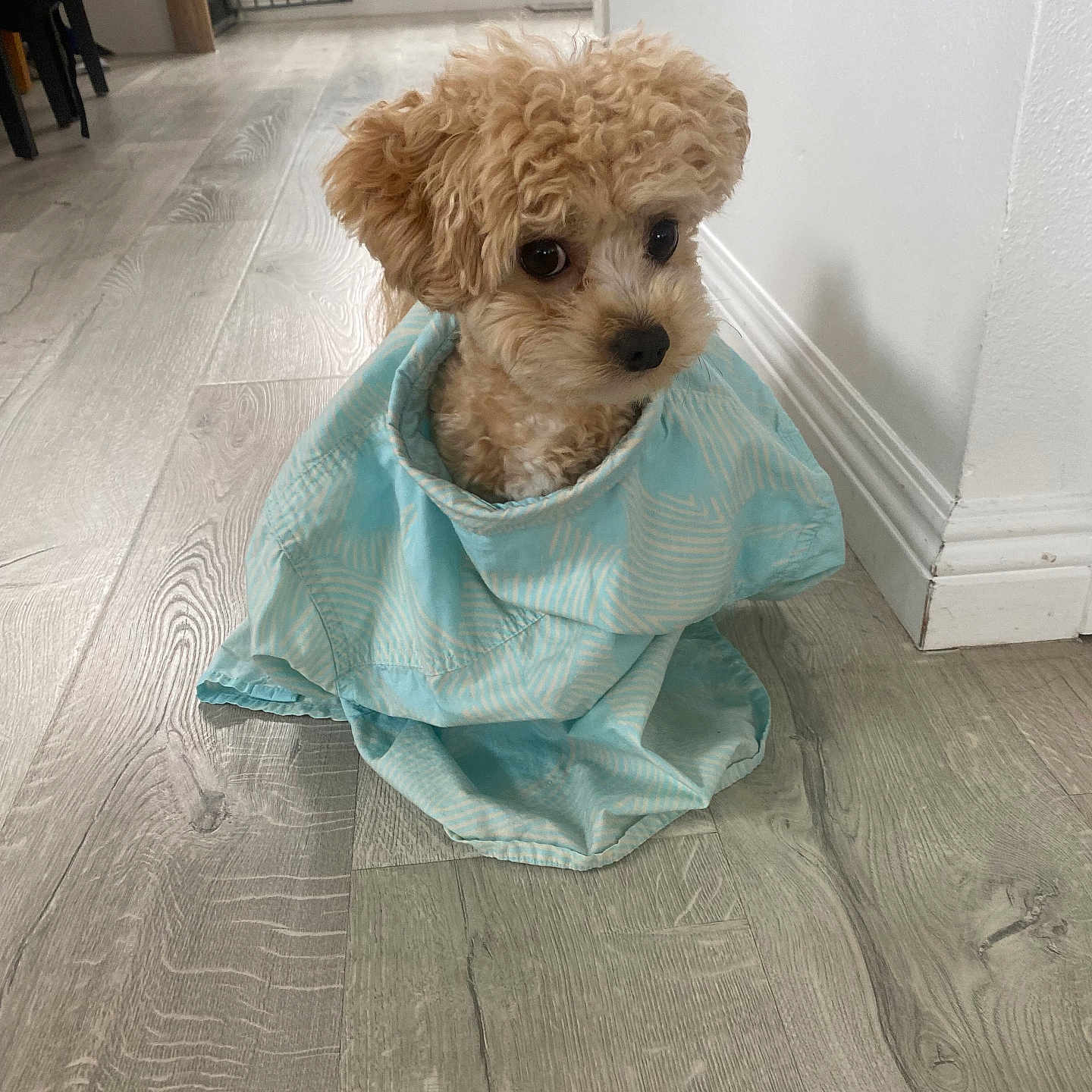 Enzo joined the competition — help win amazing prizes! animal, bison, blanket, canine, cockerspaniel, dog, dogbed, hardwood, indoors, interiordesign, pet, poodle, puppy, terrier, towel, whitedog, wood
