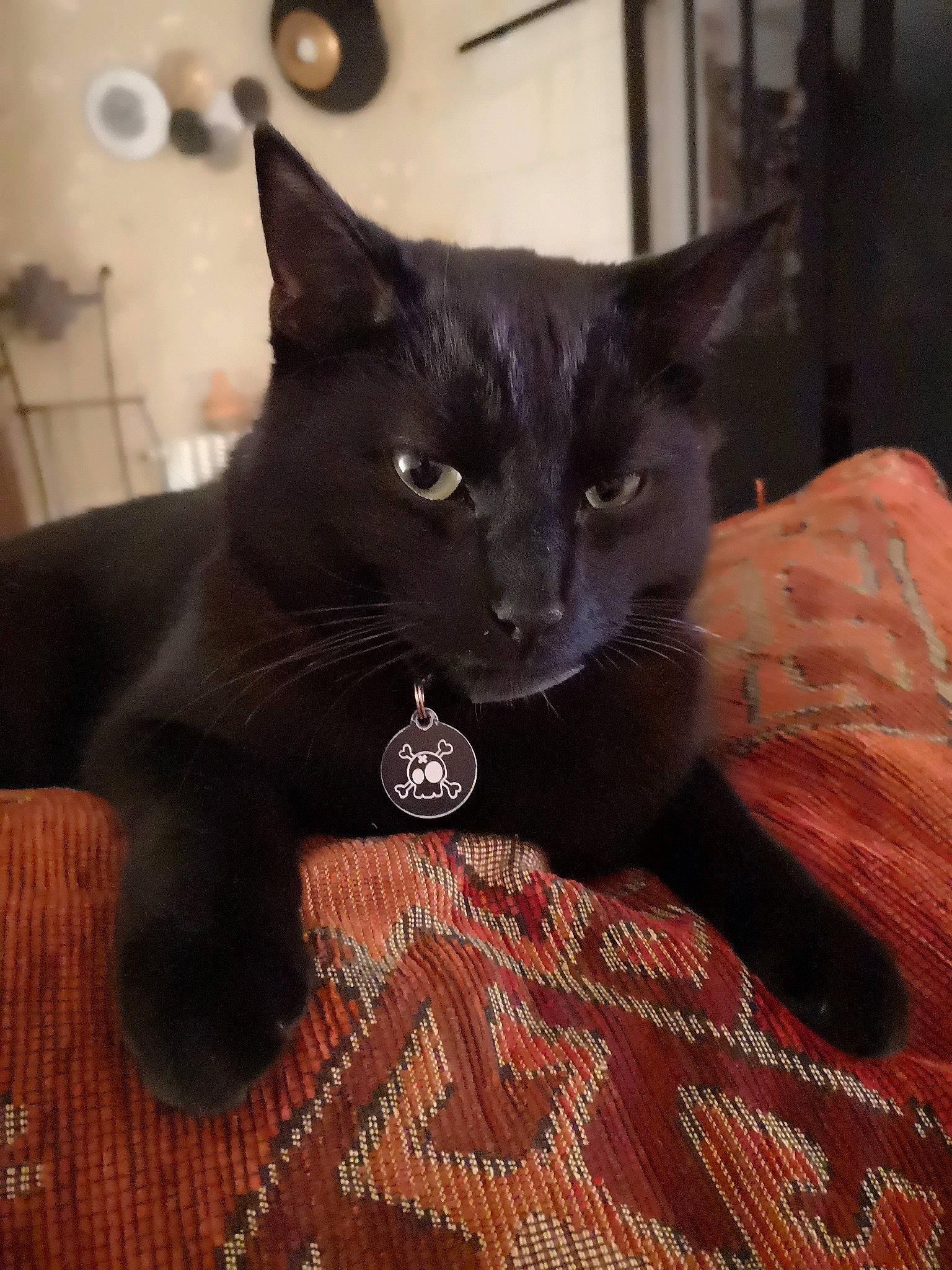 Crumble participe au concours pour gagner de l'argent avec cette photo : black_cat, bombay, carnivore, cat, claw, comfort, domestic_short_haired_cat, felidae, flooring, fur, grey, hardwood, small_to_medium_sized_cats, snout, tail, terrestrial_animal, whiskers, wood, wood_flooring, wood_stain